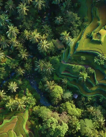 Ai-Tegallalang Rice Terrace-Bali 3