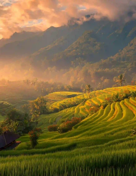 Ai-Tegallalang Rice Terrace-Bali 4