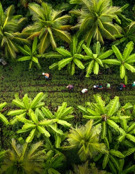 Ai-Tegallalang Rice Terrace-Bali Arial view