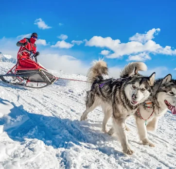 Husky safari-2