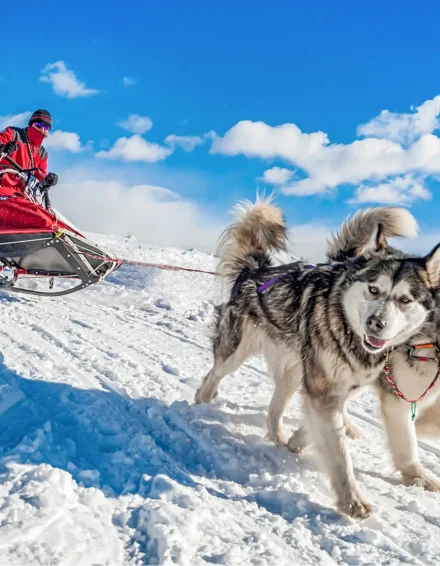 Husky safari-2