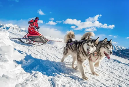 Husky safari-2