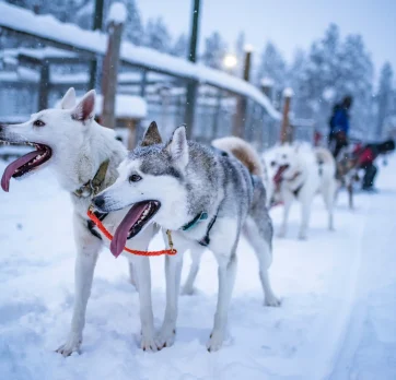 Husky safari 7
