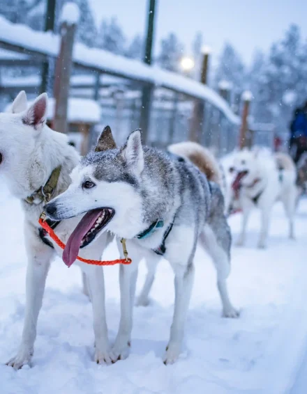 Husky safari 7