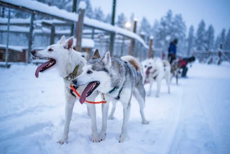 Husky safari 7