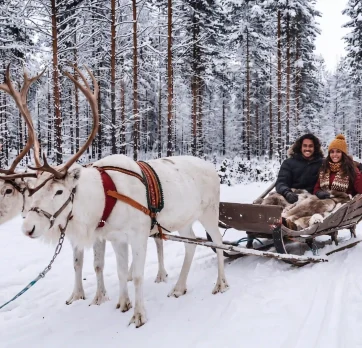 Reindeer rides 2