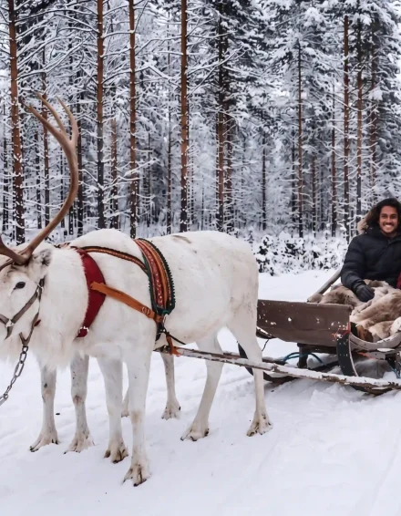 Reindeer rides 2