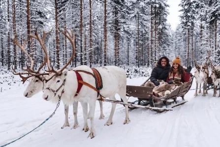 Reindeer rides 2