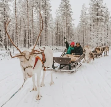 Reindeer rides 3