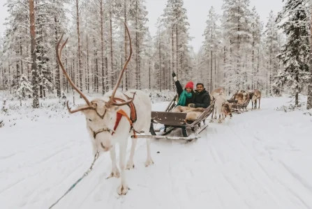 Reindeer rides 3