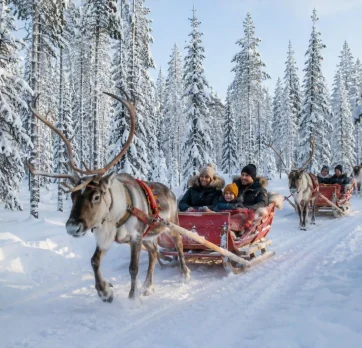 Reindeer rides