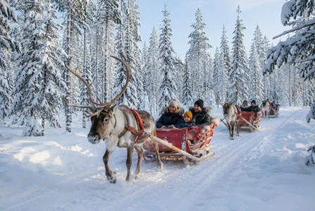 Reindeer rides