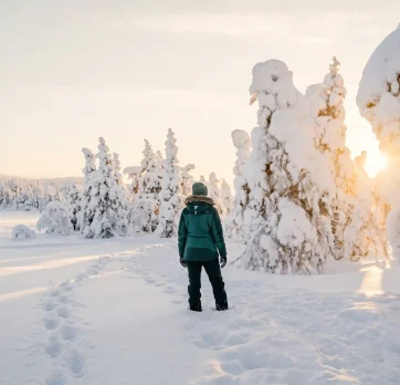 Snow-covered forest exploration-2