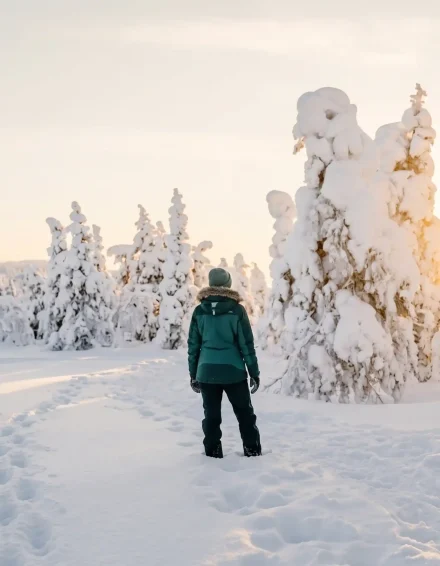 Snow-covered forest exploration-2