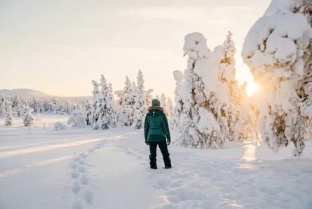 Snow-covered forest exploration-2