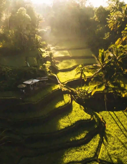 Tegallalang Rice Terrace-Bali 7