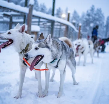 husky safari