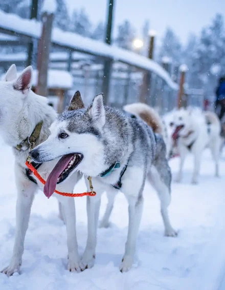 husky safari