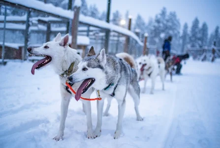 husky safari