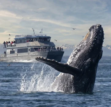 whale safari ms gabriel catamaran