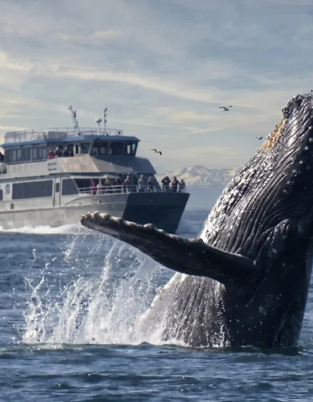 whale safari ms gabriel catamaran
