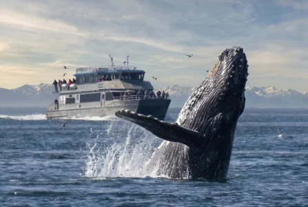whale safari ms gabriel catamaran